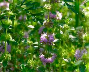 Yarpuzla ferahlayın!