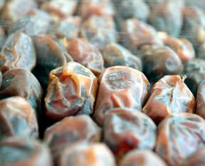 Hurma etle yarışıyor