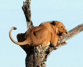 Aslan kral korkudan ağaca tırmandı