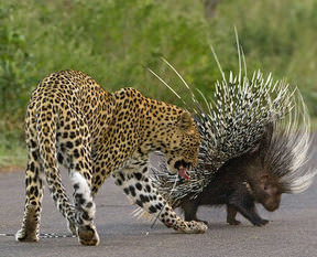 Leoparın zor anları