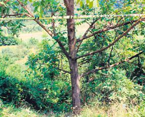 Başını taşla ezdiler