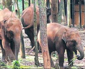 Uyuşturucu batağına düştüler