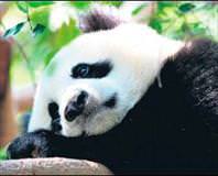 Panda bunalımda