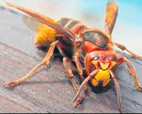 Dilini eşek arısı soktu