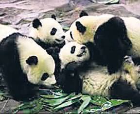 Panda korumada