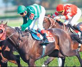 Dörtnala organ bağışı