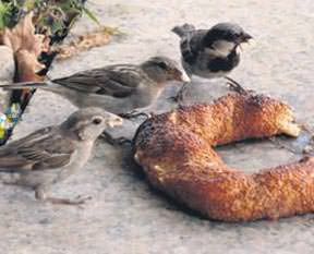 Serçelerin simit keyfi