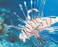 Terminatör pterois