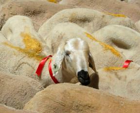 Kurban için hazırlık