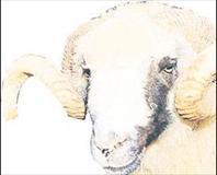 ’Kurbanlıklar yeterli’