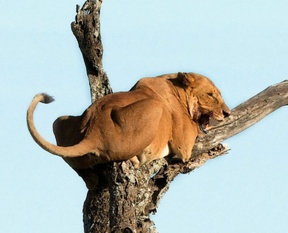Aslan kral korkudan ağaca tırmandı