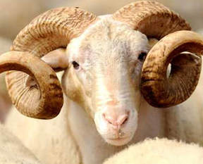 70 ülkede kurban kesecekler