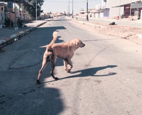 Korku kasabası