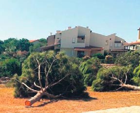 Mesele ağaç değilmiş