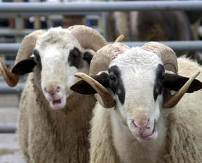 Kurban Bayramı tatili 9 gün olacak mı?