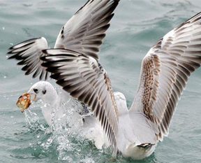 Çılgın Türkler bunu da yaptı!