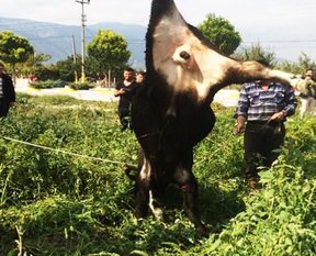 Kurbanlık danaya böyle işkence yaptılar