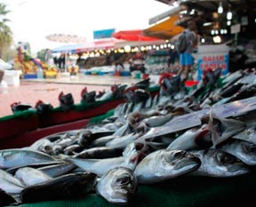 Balık fiyatları 'yarı yarıya' düştü