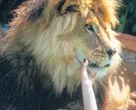 Griffith’in aslanlı hayatı