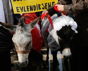 Eşeklere nikah kıydılar