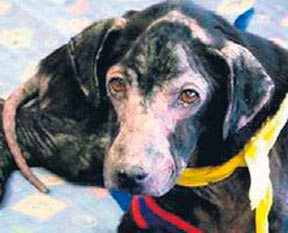 Bu Adam'ın insana alerjisi var