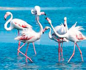 Cennette nüfus arttı