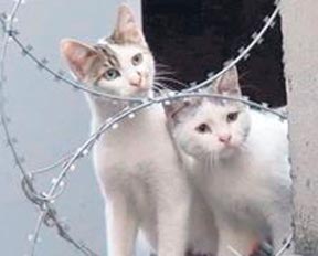 Metrobüs durağında kedi operasyonu