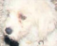 Yardım getirdi ama geç kaldı