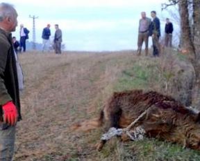 Bakanlık o ayı için 'vur' emri çıkarttı