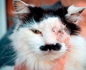 Kediye Hitler işkencesi