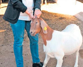 Üniversiteli keçiler ’YOK’ satıyor