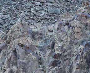 Bakalım siz onları görebilecek misiniz?