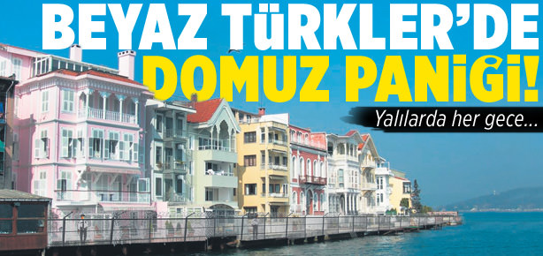 Sosyetenin domuzla sınavı