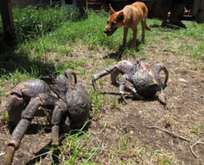 Onlar dünyanın en büyükleri