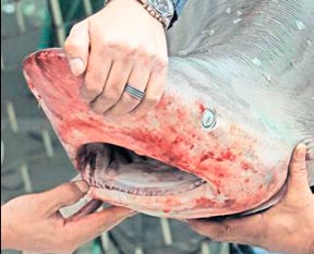 Akdeniz'de dev köpek balığı