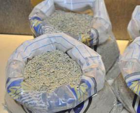 Uzmanlardan bonzai uyarısı