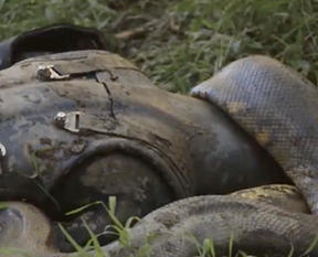 Dev yılan adamı böyle yuttu