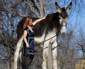 Bu eşeği görenler şoke oluyor!