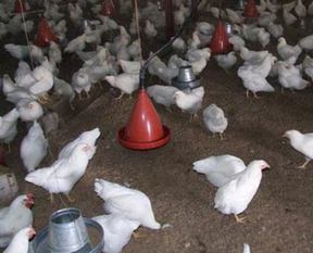 Tavuk çiftliğinden çıkanlara inanamayacaksınız!