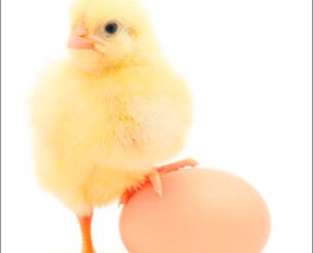 Yumurtaya tazelik ayarı