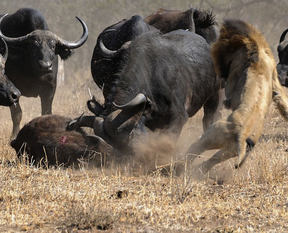 Koca sürü geri döndü