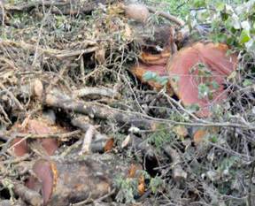 CHP'den bir ağaç katliamı daha