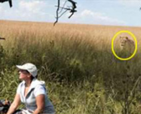 Vahşi aslana bakın nasıl yakalandı