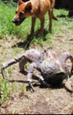 Onlar dünyanın en büyükleri