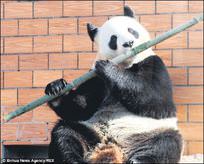 Müzisyen panda