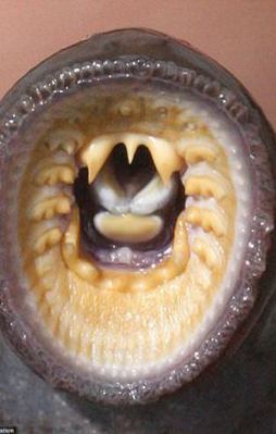 Çok şaşıracaksınız!