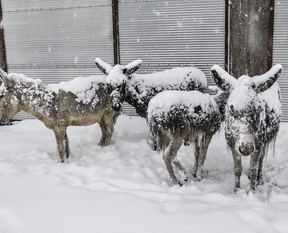 Eşekler buz tuttu!
