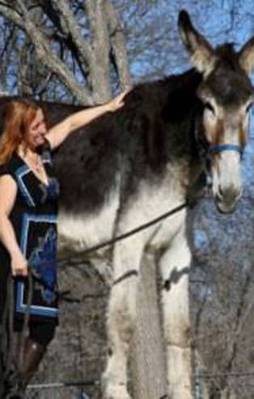 Bu eşek görenleri şoke ediyor!