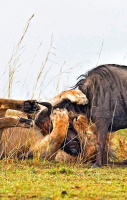 Vahşi doğadan inanılmaz anlar