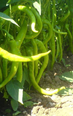 Biber tane ile satılmaya başlandı